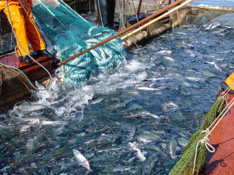 Fishing industry net overfishing